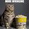 Cat Eating Popcorn Meme