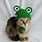 Cat Frog Hat