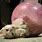 Cat Hamster Ball