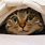 Cat Under Bed Sheets