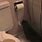 Cat Unrolling Toilet Paper