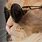 Cat with Sunglasses On