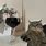 Cat with Wine Meme