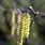 Catkins