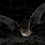 Cave Myotis Bat