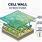 Cell Wall Model