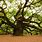 Celtic Oak Tree
