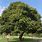 Celtis Africana