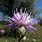 Centaurea Arenaria