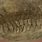 Centipede Fossil