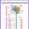 Central Nervous System Anatomy and Physiology