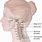 Cervical Neck Anatomy