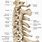 Cervical Spine Bony Anatomy