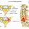 Cervical Spine Pinched Nerve Symptoms