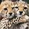 Cheetahs Being Cute