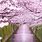 Cherry Blossom Garden Japan