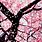 Cherry Blossom Tree Falling