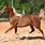 Chestnut Arabian Horse