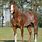 Chestnut Quarter Horse Stallion