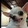 Chihuahua Dog Funny Face