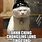 Chinese Cat Meme