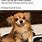 Chinese Food Dog Meme