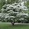 Chionanthus Retusus Chinese Fringe Tree