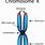 Chromosome Anatomy