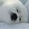 Chunky Seal GIF