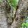 Cicada Tree