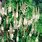 Cimicifuga Racemosa Plant
