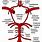 Circle of Willis Vertebral Arteries