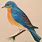 Colored Pencil Bird Art