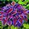 Colorful Hosta Plants