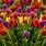 Colorful Tulips