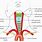 Common Carotid Artery Diagram