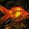 Common Goldfish Fish Tank
