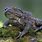 Common Toad UK