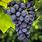Concord Grape Vine Plants