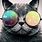 Cool Cat Wallpaper HD