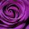 Cool Purple Roses