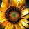 Cool Sunflower Art