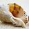 Coquillage Seashell