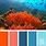 Coral Color Palette