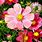 Cosmos Flower Desktop Wallpaper