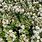 Cotoneaster Horizontalis Flowers