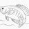 Crappie Fish Coloring Pages
