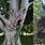 Creepiest Trees in the World