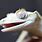 Crested Gecko Teeth