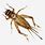 Cricket Bug Transparent